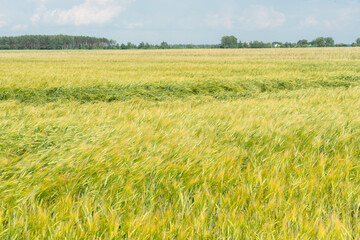 A large field of green young wheat against a background of blue sky and forest. Spikelets of wheat are nailed to the ground by a strong wind. Ecological agriculture. Cultivation of grain crops.
