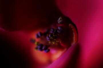 Euphorbia Milii Stamen