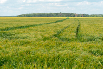 A large field of green young wheat against a background of blue sky and forest. In the middle of a wheat field, a track from harvesting equipment is visible. Ecological agriculture.