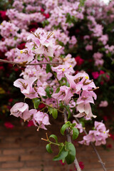 Fototapeta premium Closeup to a pink and magenta summer flowers with green stems and brick wall at background