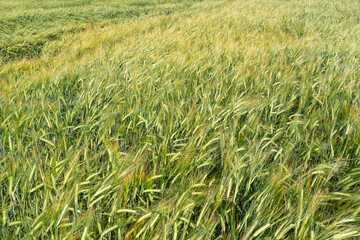 A field of young green wheat. Spikelets of wheat close-up. The season of planting grain.