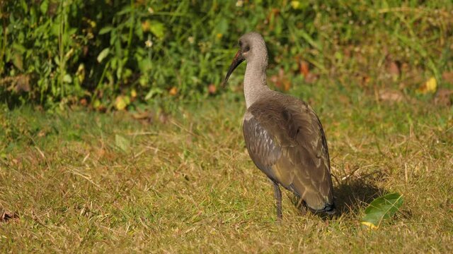 Hadeda ibis on grass lawn in a garden in South Africa
