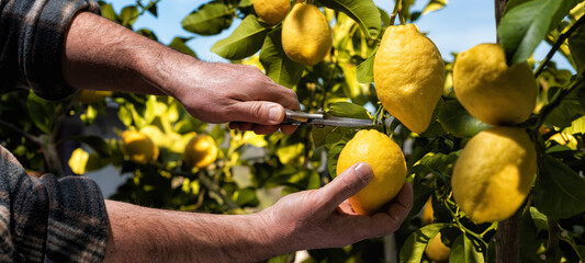 Close-up of the hands of the farmer who harvest the lemons in the citrus grove with scissors....