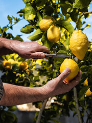 Close-up of the hands of the farmer who harvest the lemons in the citrus grove with scissors....