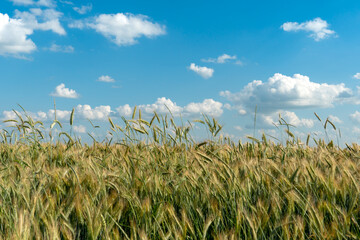 Beautiful fluffy clouds on a blue sky background over a field of young wheat. Summer countryside landscape. Natural agriculture. Wheat spikelets close-up against the sky.