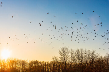 Birds in the sunset