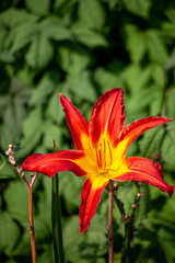 Morning Lily Red Yellow Flower