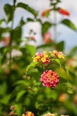 Lantana Heads Pink Yellow Flower Cluster