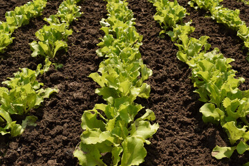 Green lettuce leaves in the garden close-up. lettuce growing in the soil.  Green Lettuce leaves on garden beds in the vegetable field.