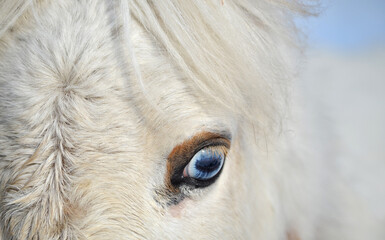 Fototapeta premium white horse close up