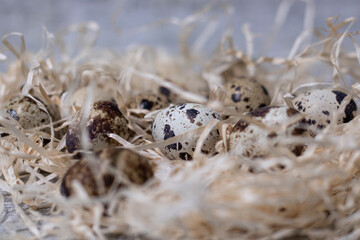 close up of quail eggs in a nest of dry grass. copy space for advertising of food or restaurant menu design. easter eggs