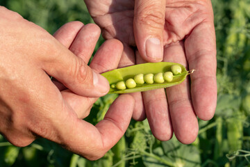 Growing green peas. The farmer holds an open pea pod in his hand. Eco-friendly agriculture. A large plantation of green peas