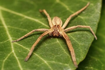 little Nursery web spider Pisaura mirabilis