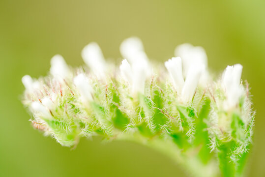 Macro shot of a purple marsh-rosemaries Limoneum, bud flower statice