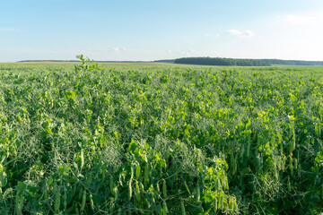 A large field of green peas. Growing green peas on an industrial scale. Large agro-industrial business. Green pea pods close-up. Ecological agriculture.
