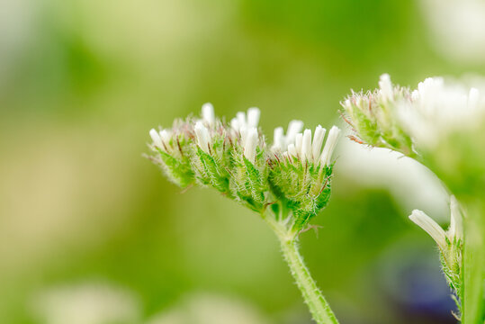 Macro shot of a purple marsh-rosemaries Limoneum, bud flower statice