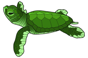 Small green turtle. Baby sea turtle. Realistic illustration. 