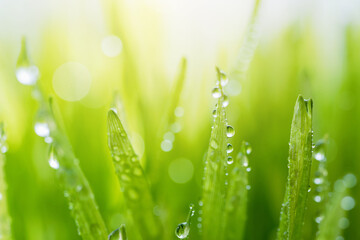 Macro Close-up of Organic Wheatgrass Sprouts. beautiful water drop sparkle in sun on leaf in sunlight, Fresh Wheatgrass plant organic for squeeze juice. Nature background. Texture. copy space.