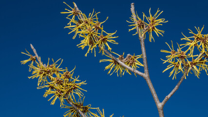 Hamamelis, Zaubernuss
