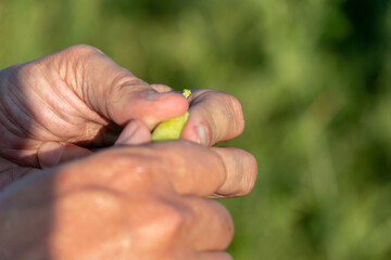 Growing green peas. Farmer's hand with a pea pod close-up. Eco-friendly agriculture. A large plantation of green peas