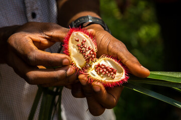 Open achiote seed pod from the urucum tree used as natural lipstick on the spice tour in Zanzibar, Tanzania - obrazy, fototapety, plakaty