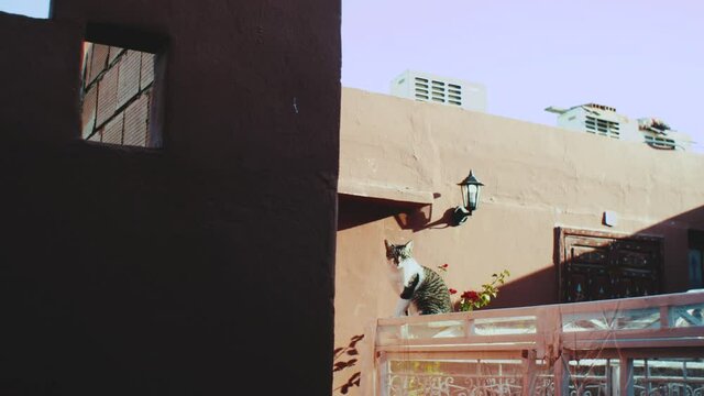 Cat on traditional old street with inside Medina of Marakesh, Morocco, slow motion, 4k