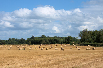 Obraz premium Straw bales in a summertime field.