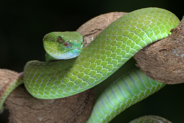 Obraz premium White-lipped island pit viper in dark background