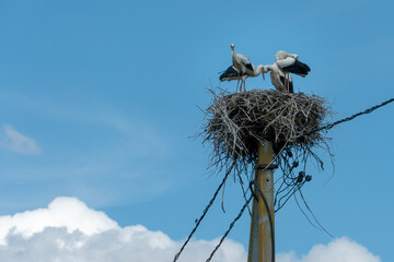a family of four storks stand on a large nest against a background of blue sky and clouds. A large stork nest on an electric concrete pole. the stork is a symbol of Belarus