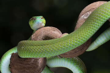 White-lipped island pit viper in dark background