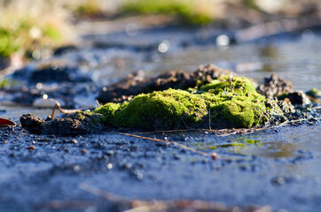 Green moss island among soil and water