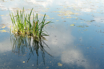 An overgrown lake or pond with lilies and reeds. A dirty pond. The quiet calm of the water without a ripple on the surface. The reflection of the sky in the muddy water.