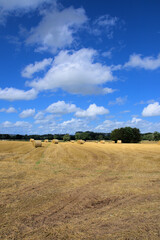 Obraz premium Straw bales in a summertime field.