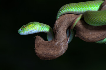 White-lipped island pit viper in dark background