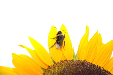 Sonnenblume, Biene