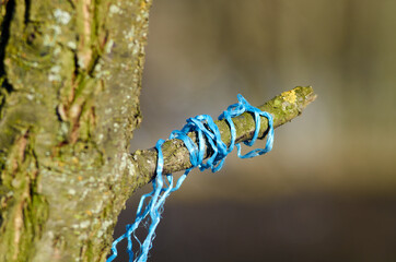 Blue rope on a dry branch