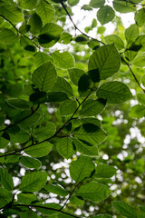 Fototapeta na wymiar Hojas de Haya (Fagus sylvatica) vistas desde debajo con el fondo del resto de ramas de árbol y el cielo desenfocadas por efecto bokeh