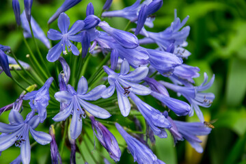 Grupo de flores moradas que crecen formando ramilletes, con fondo desenfocado debido a efecto bokeh