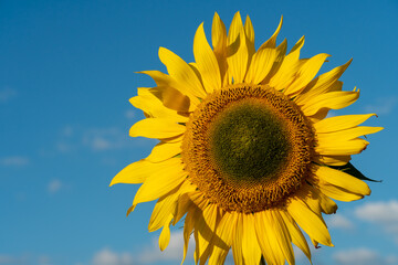 A large sunflower close-up against a blue sky.