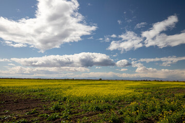 Mustard flower bloom