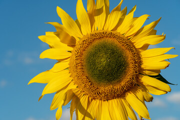 Obraz premium A large sunflower close-up against a blue sky.