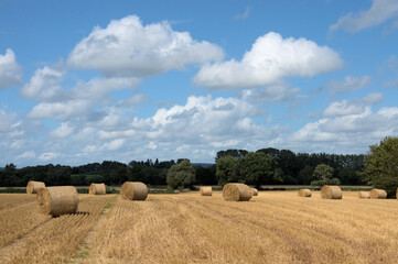 Straw bales in a summertime field.