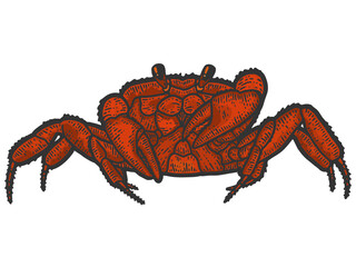 Red rthropoda crab. Sketch scratch board imitation color.