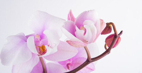 a branch of a beautiful and pastel purple orchid on a white background.