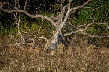 Wild royal bengal tiger resting on dead tree trunk at dhikala zone of jim corbett national park or tiger reserve uttarakhand india - panthera tigris tigris