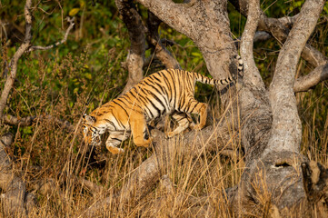 Fototapeta na wymiar Wild and playful royal bengal tiger jumping from tree at dhikala zone of jim corbett national park or tiger reserve uttarakhand india - panthera tigris tigris