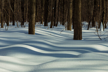tree shadows in the snow and trees in the park in early March