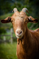 portrait of a curious brown goat looking