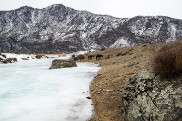 View of river Katun and Altay mountains