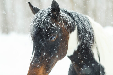 a horse's head taken in a snowfall in early March in a park